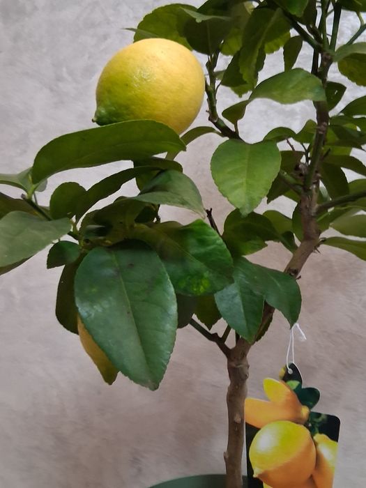 Lamai altoit 70-80 cm