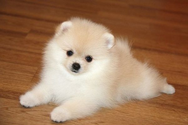 Померанский шпиц, 1,5мес