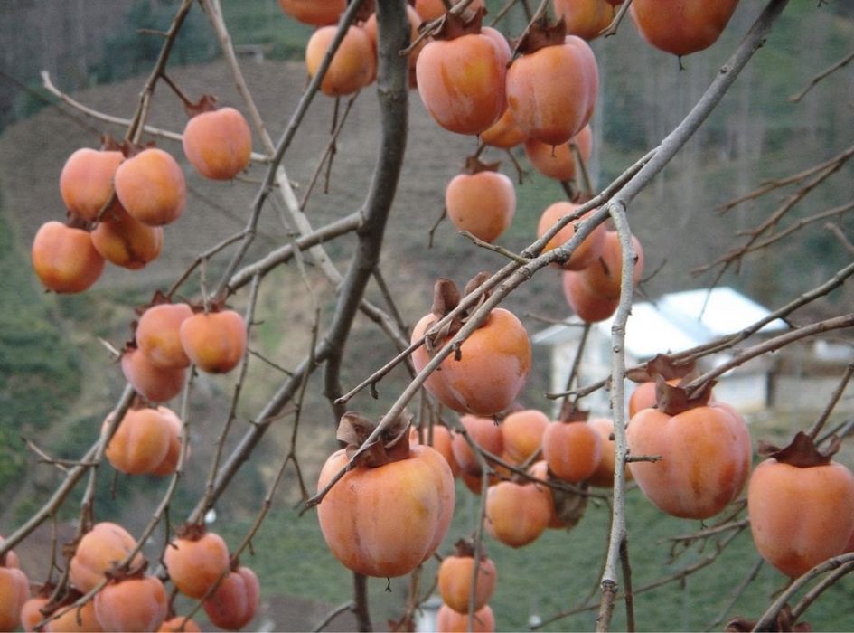 Kaki nikita’s gift ( rosseyanca diospyros’s x kaki )