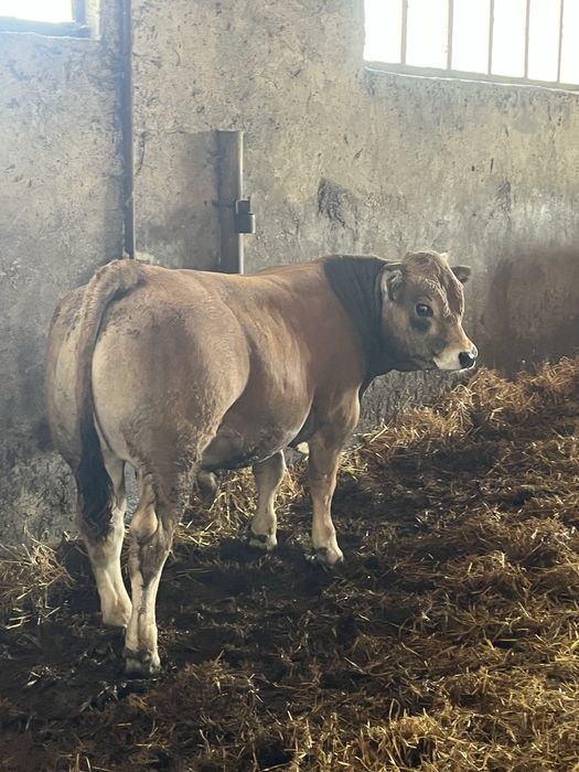Vant tauri / vitei de carne  Aubrac