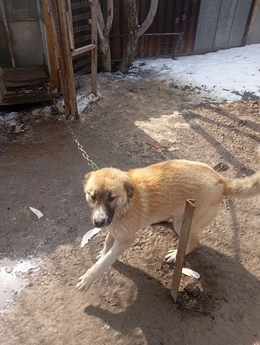 Отдам в хорошие руки