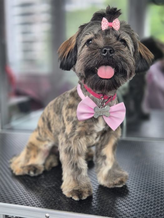 Frizerie canina Constanta