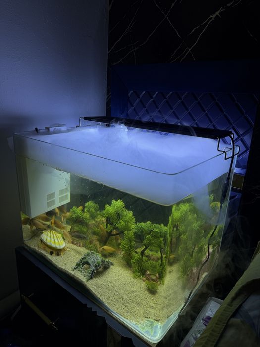 Akvarium tayyor baliqlari bilan