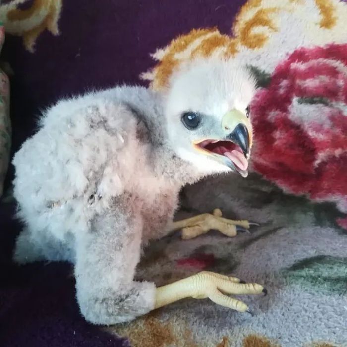 Продам птенцов канюка.