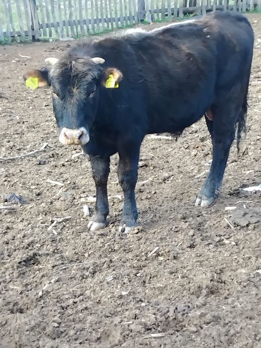 Taur și tăurași de vânzare