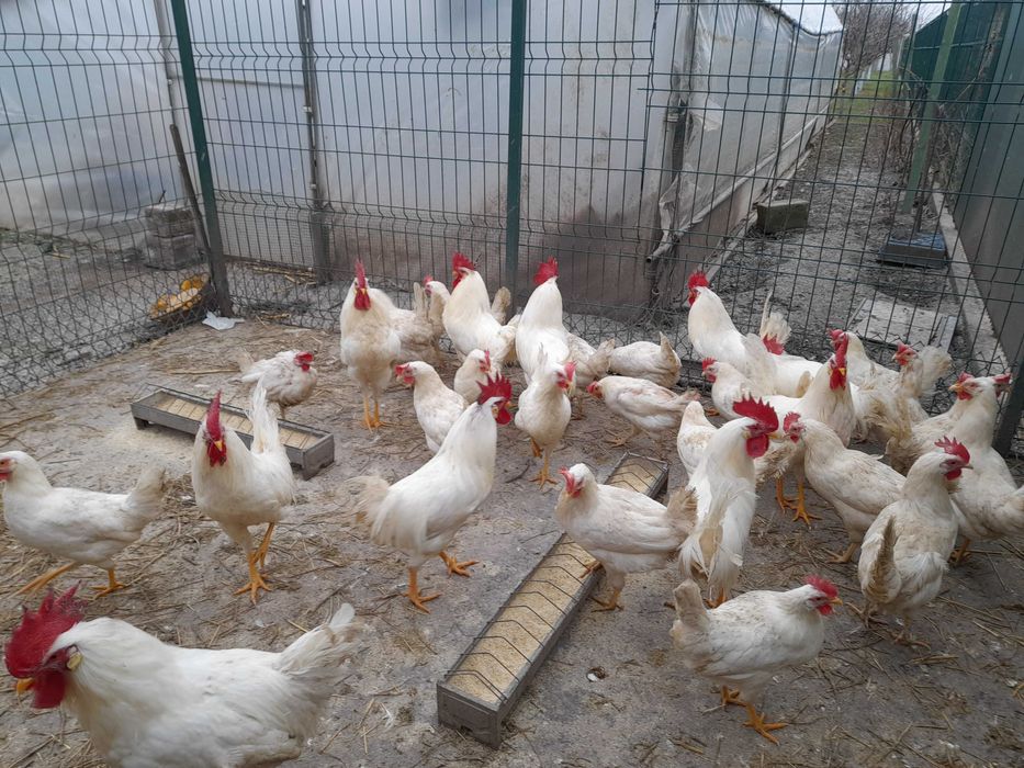Pui leghorn si australorp, oua de incubat
