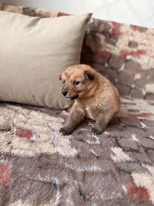 Милая маленькая девочка ищет дом