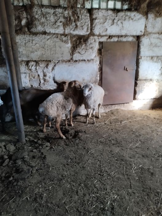 Продам барана (кошкар)