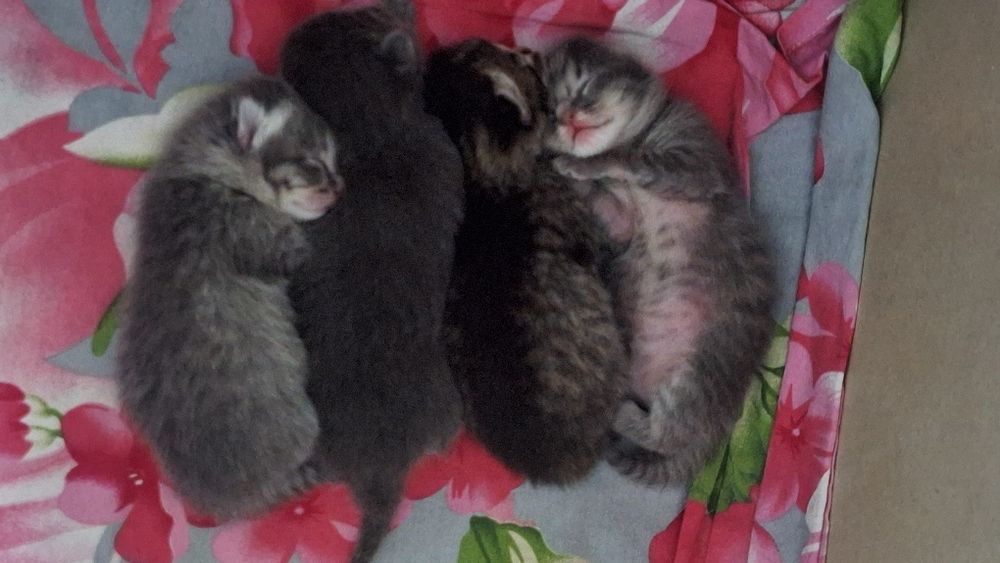 продаются котята
