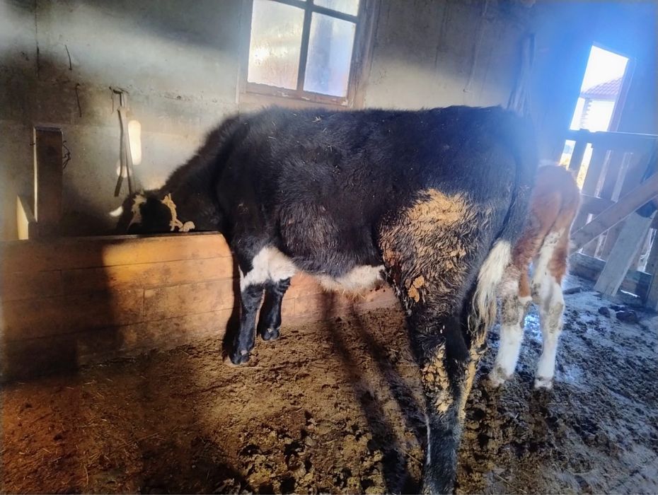 Продам корова с теленкам подсос