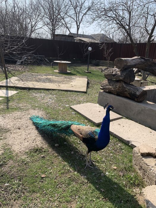 Продам яйцо индийского павлина свежие