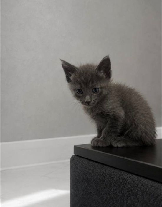 Серый котенок в добрые руки