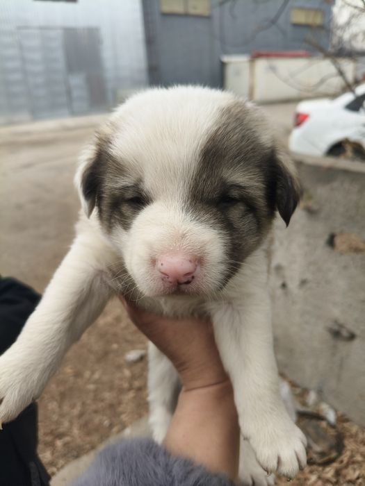 Отдам щенков в добрые руки