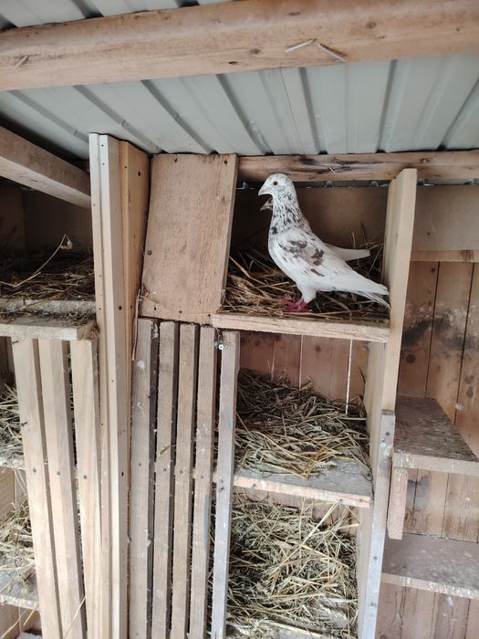 Porumbei  culori rare