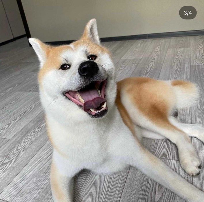 Собака в ответственные руки