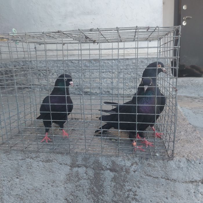 Жук Иран 3 самец 1 самка