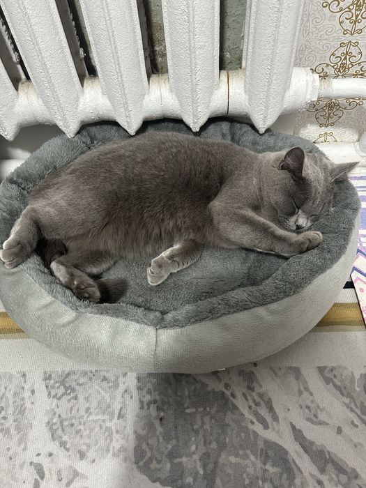 Кот Британец в добрые руки