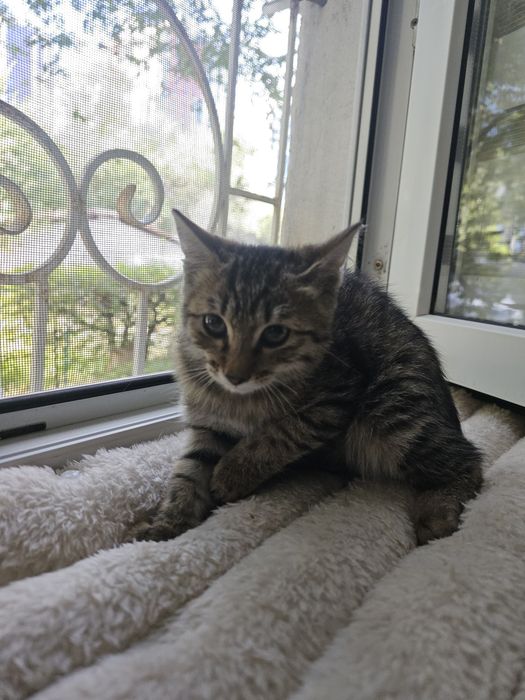Котенок окрас Таби