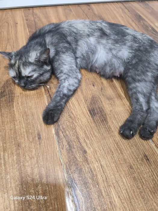 Британские котята