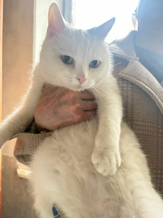Отдаем кастрированного котика,в добрые руки,лоток 5+.