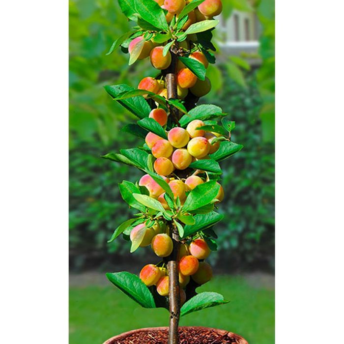 Pomi Fructiferi Columnari (Cais )