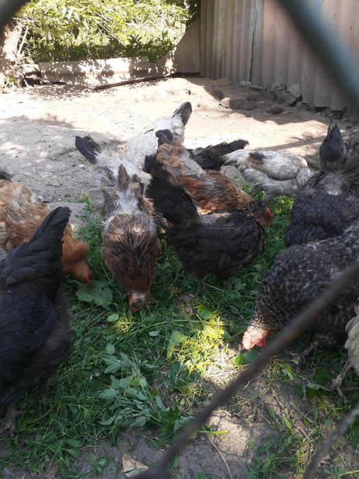 Продам курей и петухо