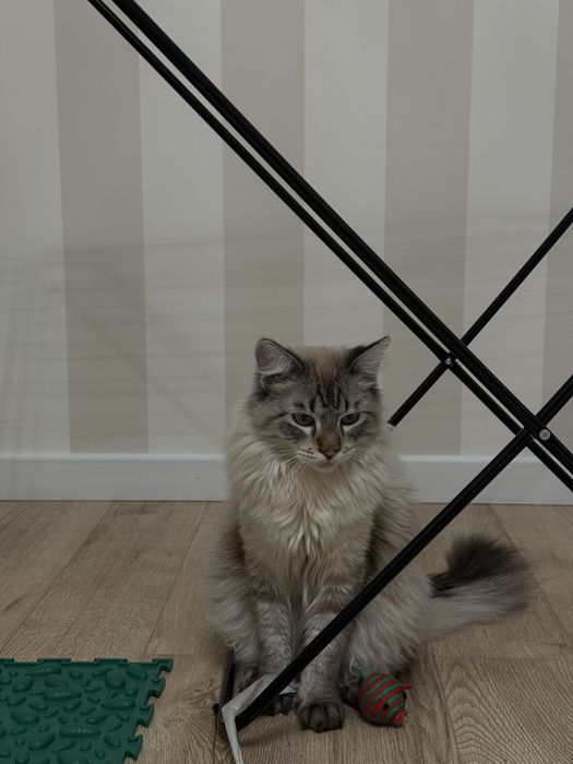 Отдам в хорошие руки кота!