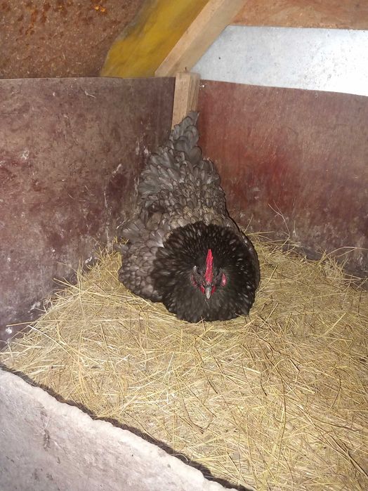 Oua australorp pt incubat