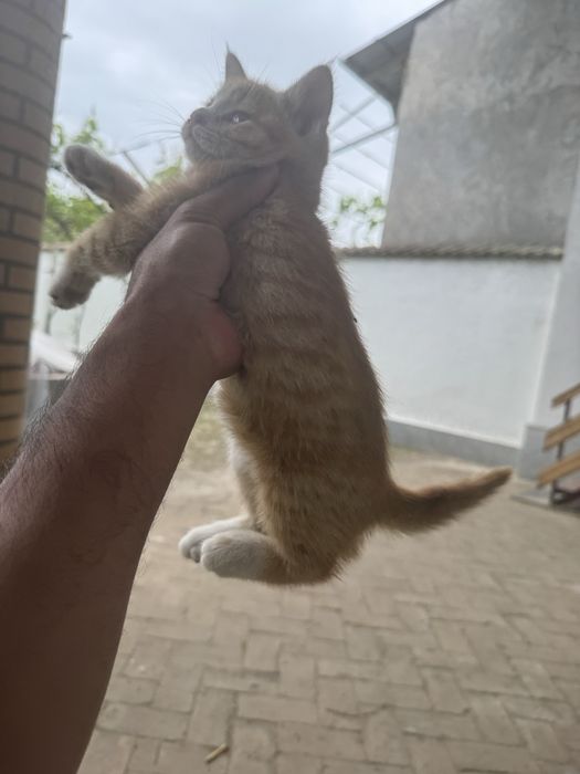 Отдам двух котят в хорошие руки