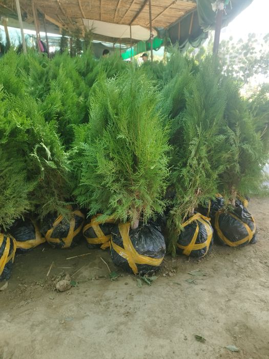 Tuya archadan zabor qlamz