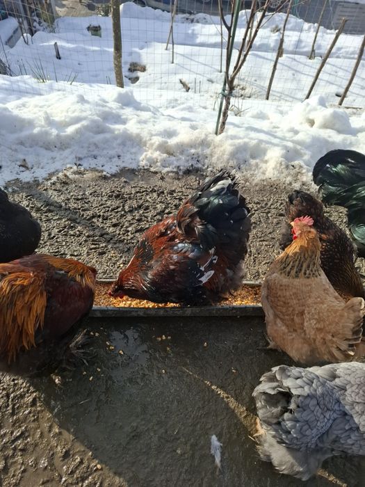 Cocosi de diferite rase