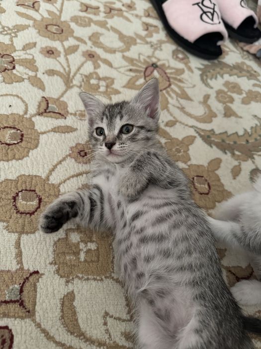 Котик 1.5 месяца. Мальчик