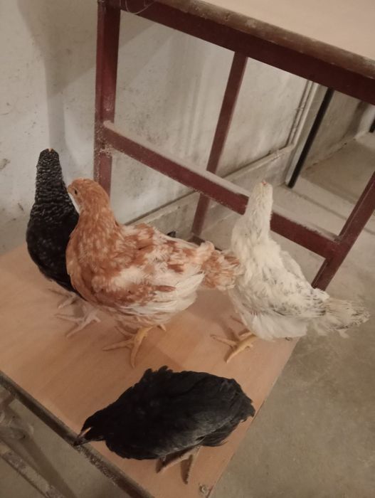 Vând puicute ouă mari