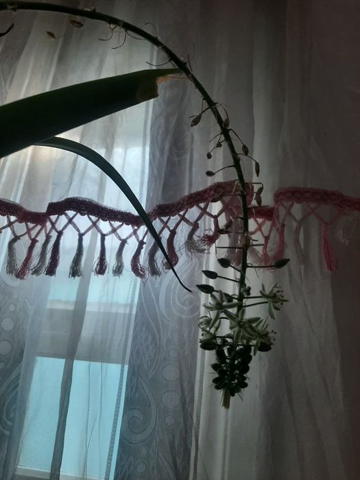 Индийский лук лечебный