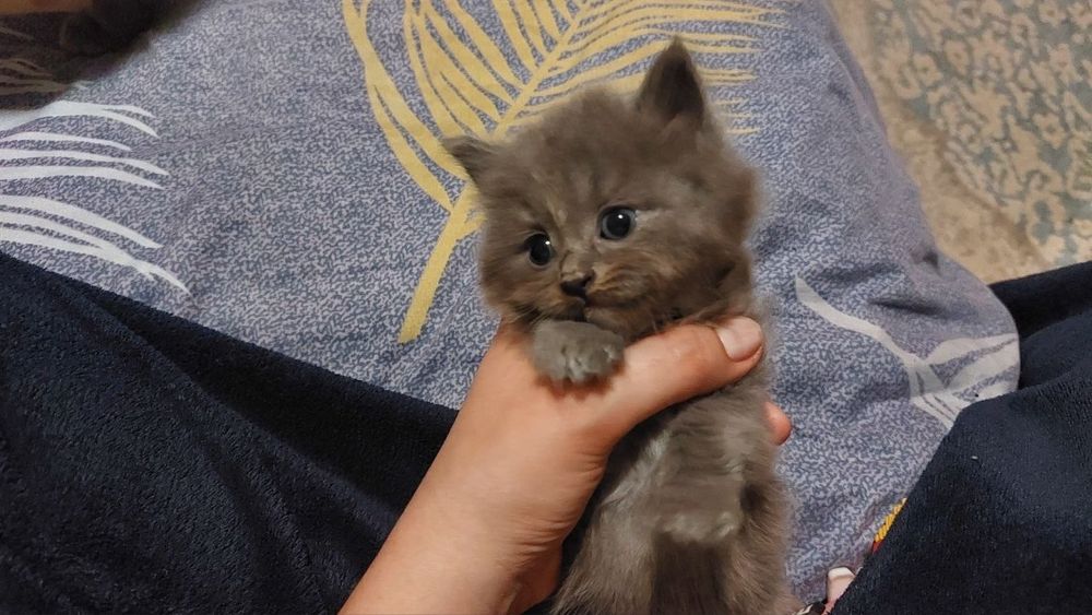 котята девочки 1 месяц