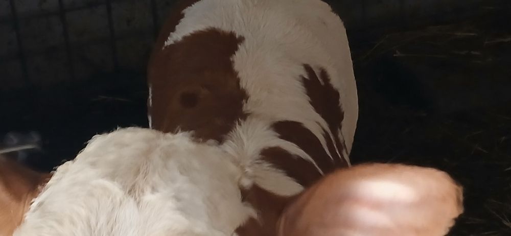 Vitei dela  3  saptamani-3 luni