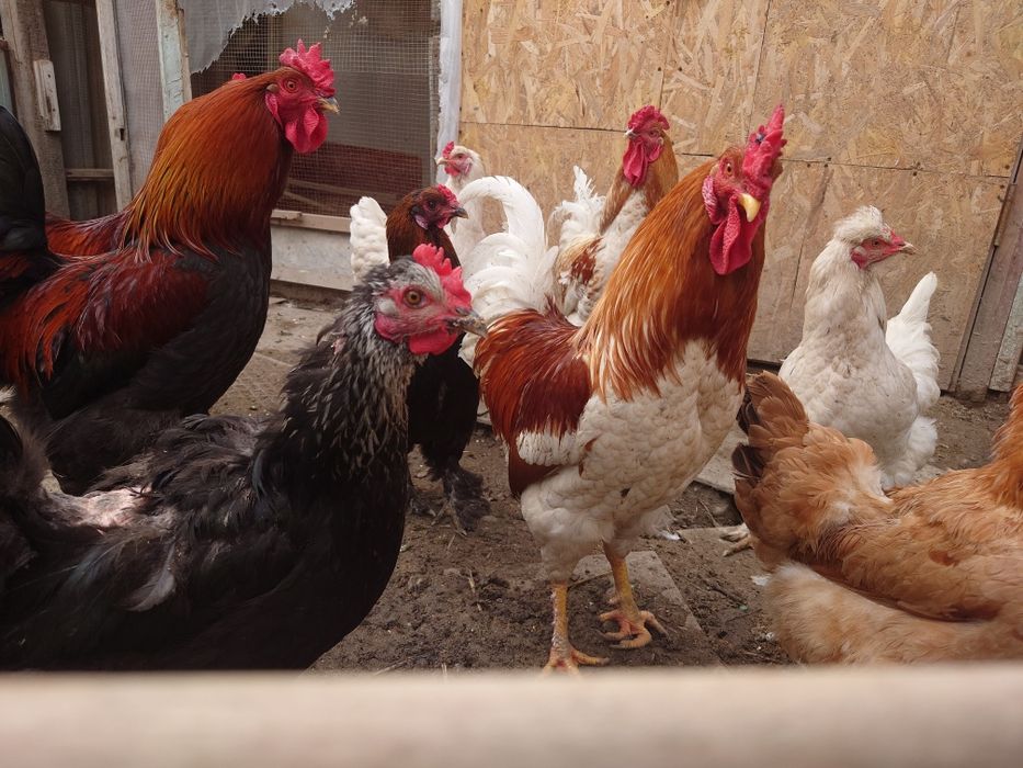 Продаются 3 петуха брама