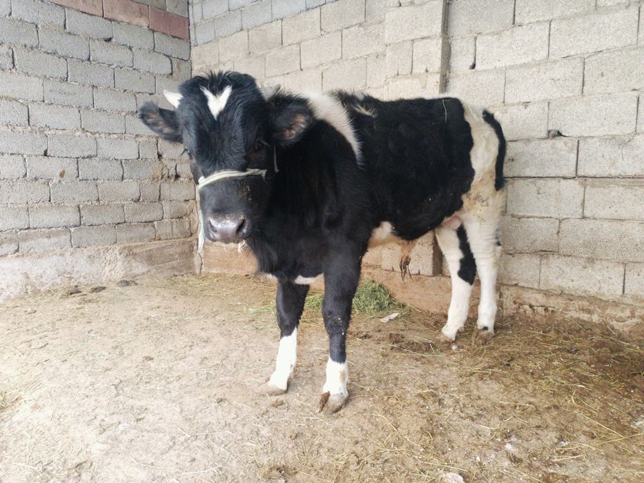 Сатылады өгіз бұзау