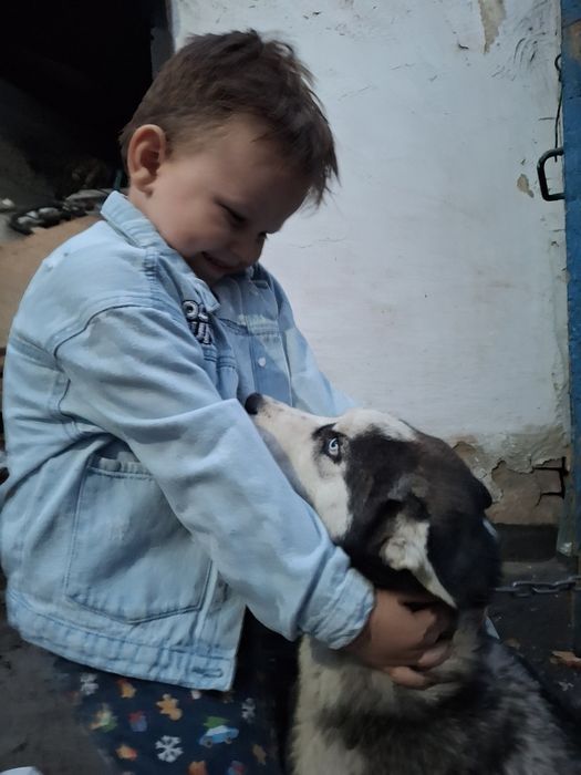 Хаски для случки нужен кабель