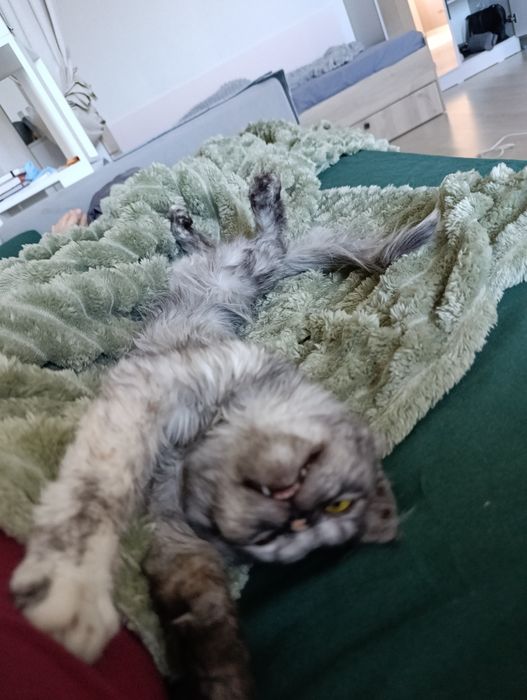 котенок привитый с паспортом