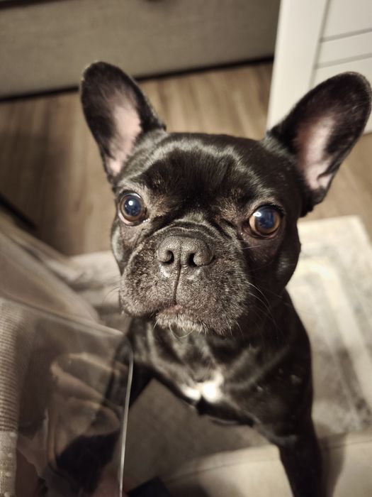 Вязка Девочка Французкий Бульдог