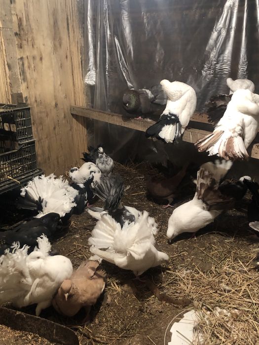 Павлин кептерлер сатылады