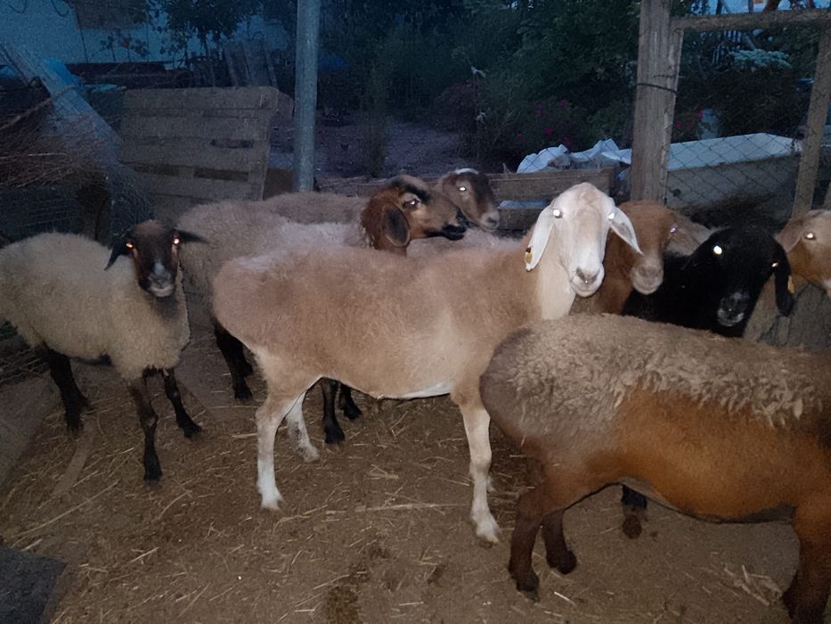 Қой өлі тіріге саулық