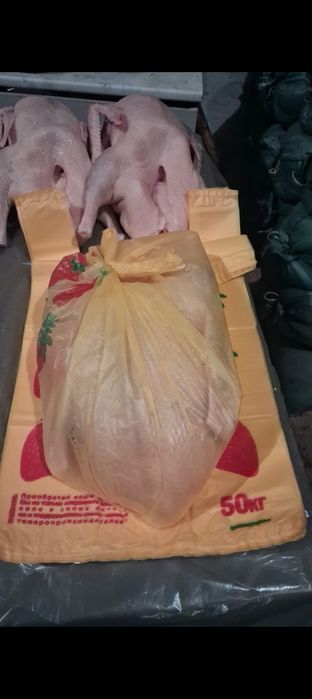 продам гуси дамашний сами вырощивали