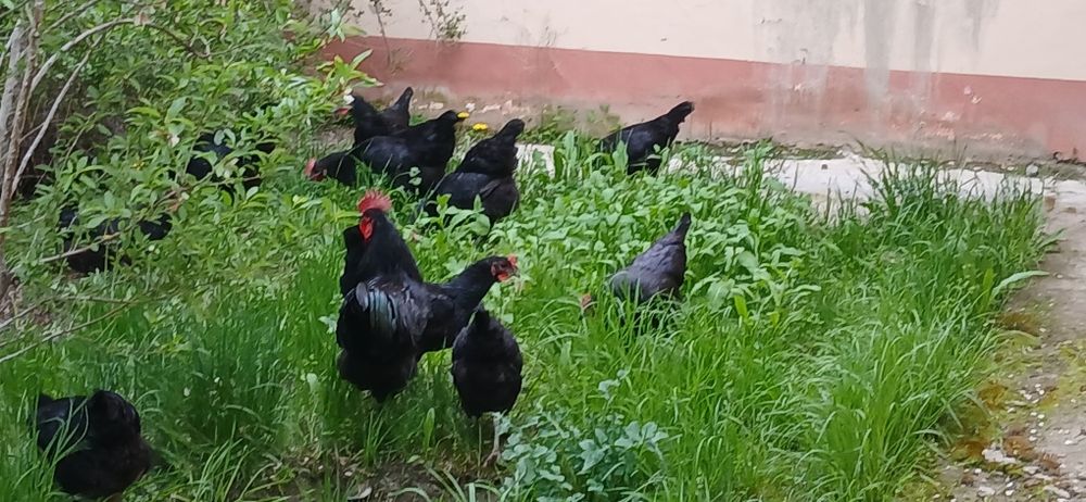 Gigant Qora shahzoda   tovuqlari, joʻjalari va tuxumlari sotiladi