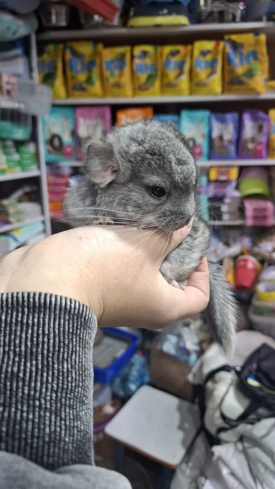 Поступление малышей шиншиллы