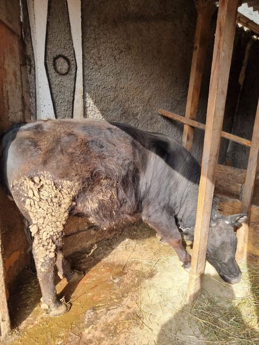 Бычок ангус  1.4