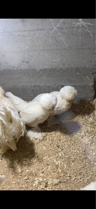 Карейски японча тухумлари