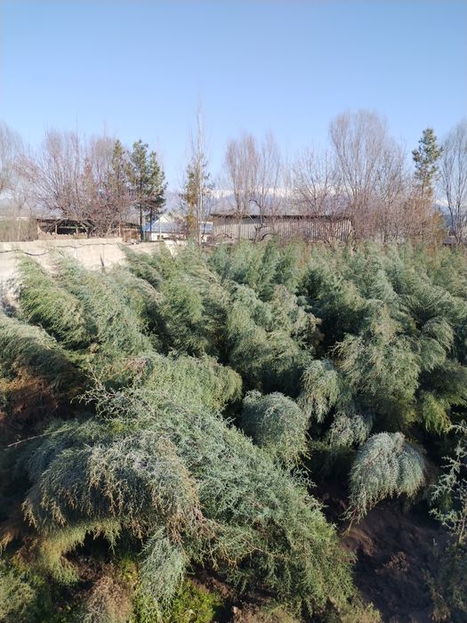 2 metrlik Galuboy keparis archalar optim sotiladi