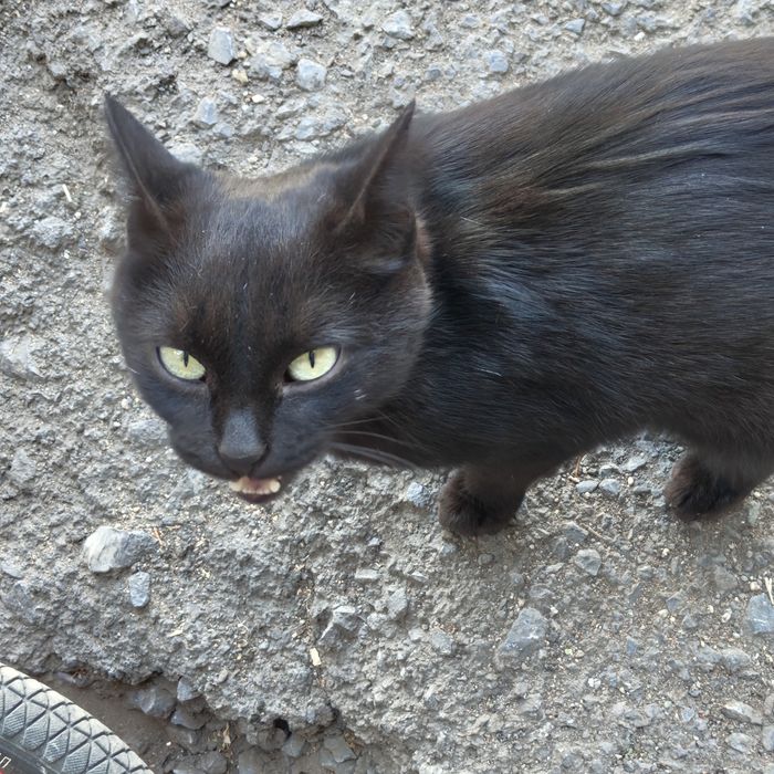 Кошка и котята уличные